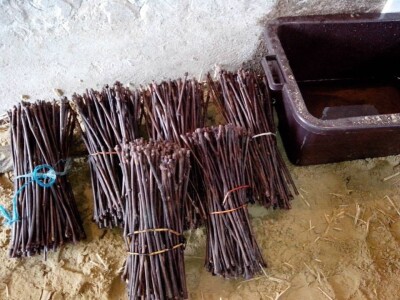 Lozni kalem i sadnice voća