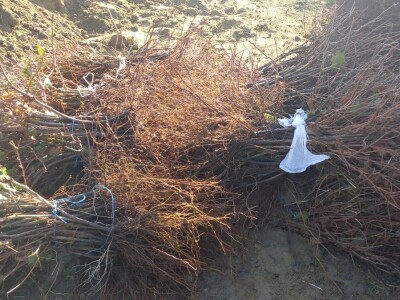 Lozni kalem i sadnice voća