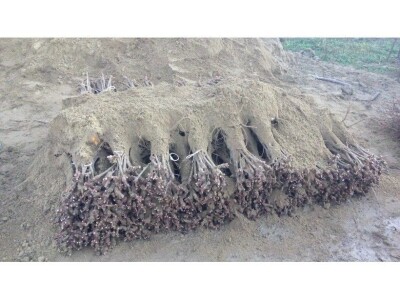 Lozni kalem i sadnice voća