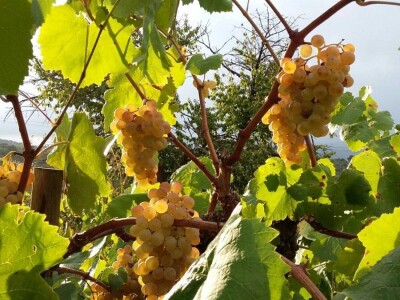 Lozni kalemovi - Stare sorte