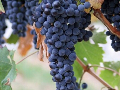 Lozni kalemovi - Stare sorte