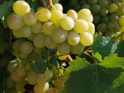 Lozni kalemovi - Stare sorte