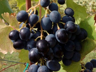 Lozni kalemovi - Stare sorte