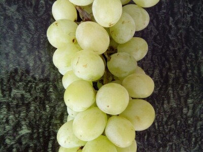 Lozni kalemovi - Stare sorte