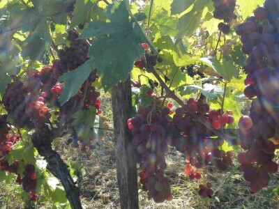 Lozni kalemovi - Stare sorte