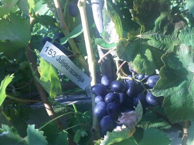 Lozni kalemovi - Stare sorte