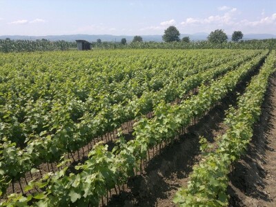 Lozni kalemovi stonih i vinskih sorti