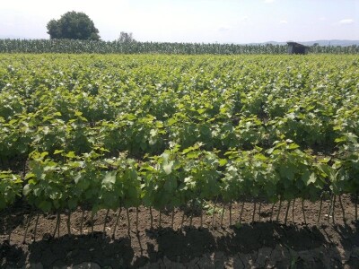 Lozni kalemovi stonih i vinskih sorti