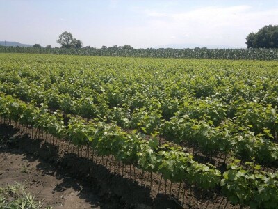 Lozni kalemovi stonih i vinskih sorti