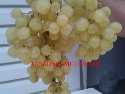 Lozni kalemovi stonih i vinskih sorti