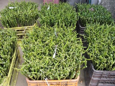 Lozni kalemovi stonih i vinskih sorti