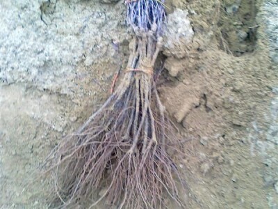 Lozni kalemovi stonih i vinskih sorti