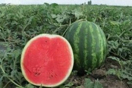 Lubenica Bonta F1 250 sem