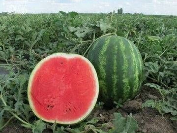 Lubenica Bonta F1 250 sem