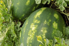 Lubenica Celine F1 1000 sem