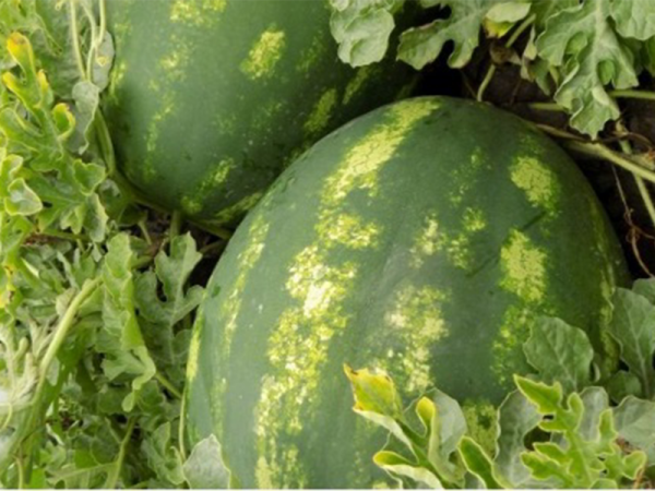 Lubenica Celine F1 1000 sem