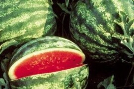 Lubenica Crisby F1 1000 sem