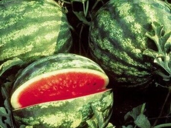 Lubenica Crisby F1 1000 sem