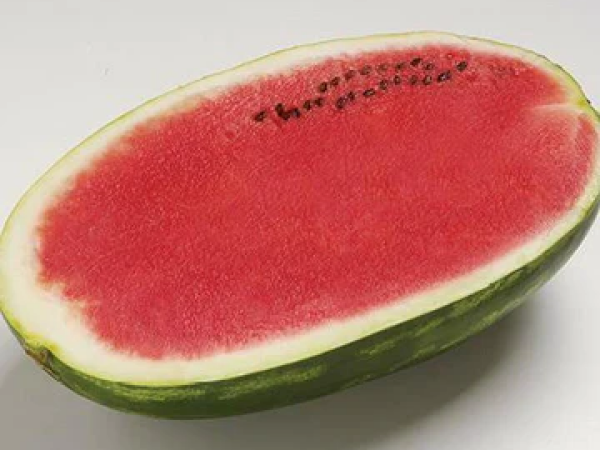 Lubenica Farao F1 1000 sem