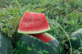 Lubenica Hercules F1 1000 sem