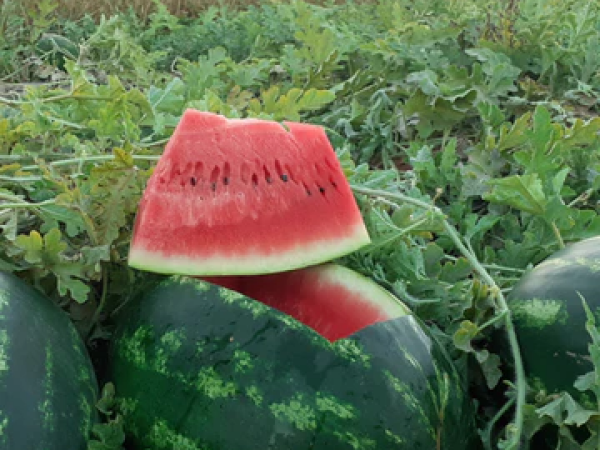 Lubenica Hercules F1 1000 sem