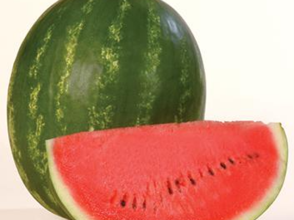 Lubenica Karistan F1 1000 sem