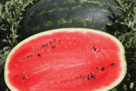 Lubenica Mirsini F1 1000 sem