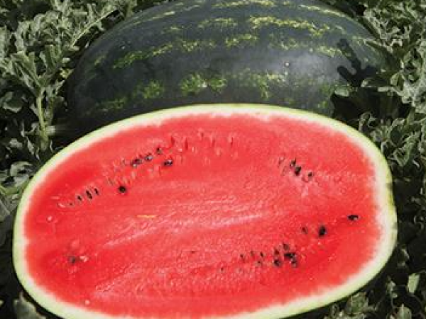 Lubenica Mirsini F1 1000 sem