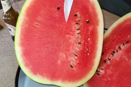 Lubenica Olympia F1 500 sem