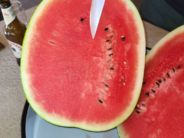 Lubenica Olympia F1 500 sem