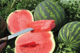 Lubenica Romanza F1 1000 sem