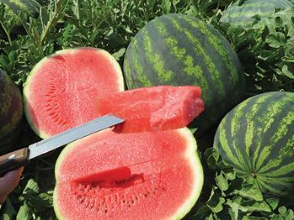 Lubenica Romanza F1 1000 sem