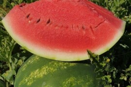 Lubenica Stabilo F1 500 sem