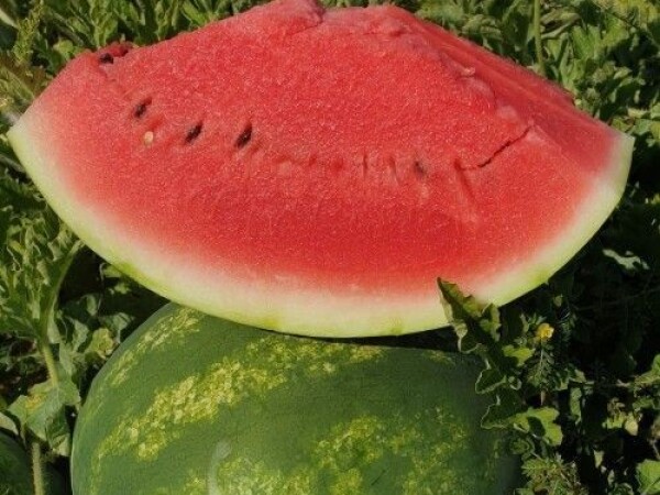 Lubenica Stabilo F1 500 sem