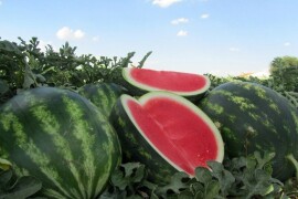 Lubenica Talisman F1 1000 sem