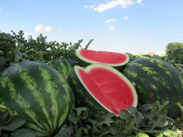 Lubenica Talisman F1 1000 sem