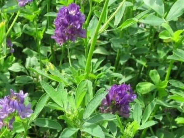 Lucerna ZYDRUNE