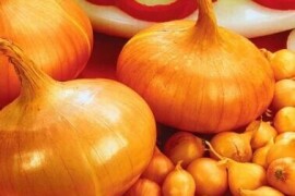 Lučica žuta Stuttgarter 1kg, 14/21