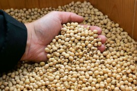 LUISE - RWA sorta soje