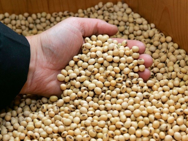 LUISE - RWA sorta soje