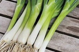 Luk sjeme ISHIKURA LONG WHITE