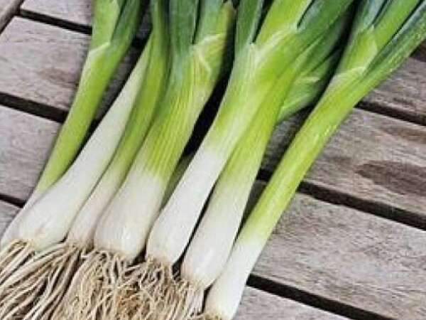 Luk sjeme ISHIKURA LONG WHITE