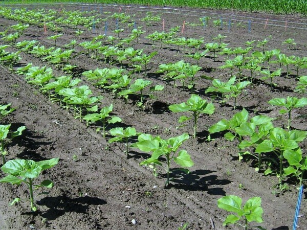 Lumisena ™ tretmanom semena sprečava plamenjaču