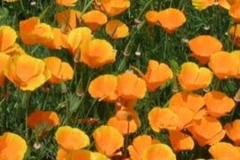 Mak KALIFORNIJSKI žuti Eschscholtzia californica