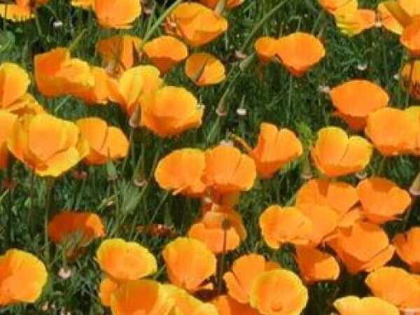 Mak KALIFORNIJSKI žuti Eschscholtzia californica