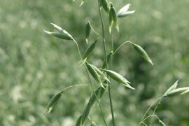 WILAND - RWA sorta ozime zobi