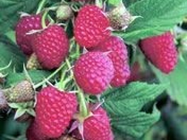 Malina - sorta Willamette sadnice golog korena