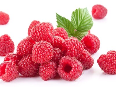 Malina - Willamette i Enrosadira - sertifikovane bezvirusne sadnice