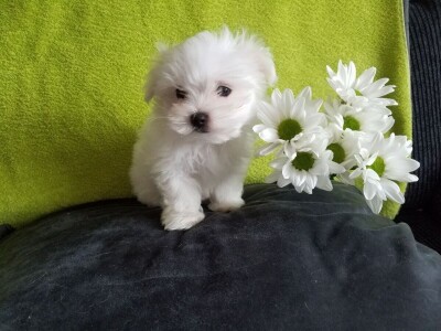 Malteški psi i štenad na prodaju