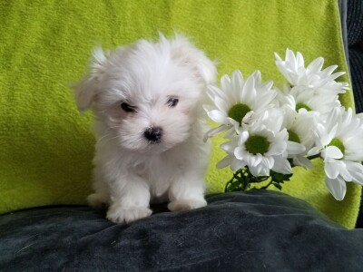 Malteški psi i štenad na prodaju